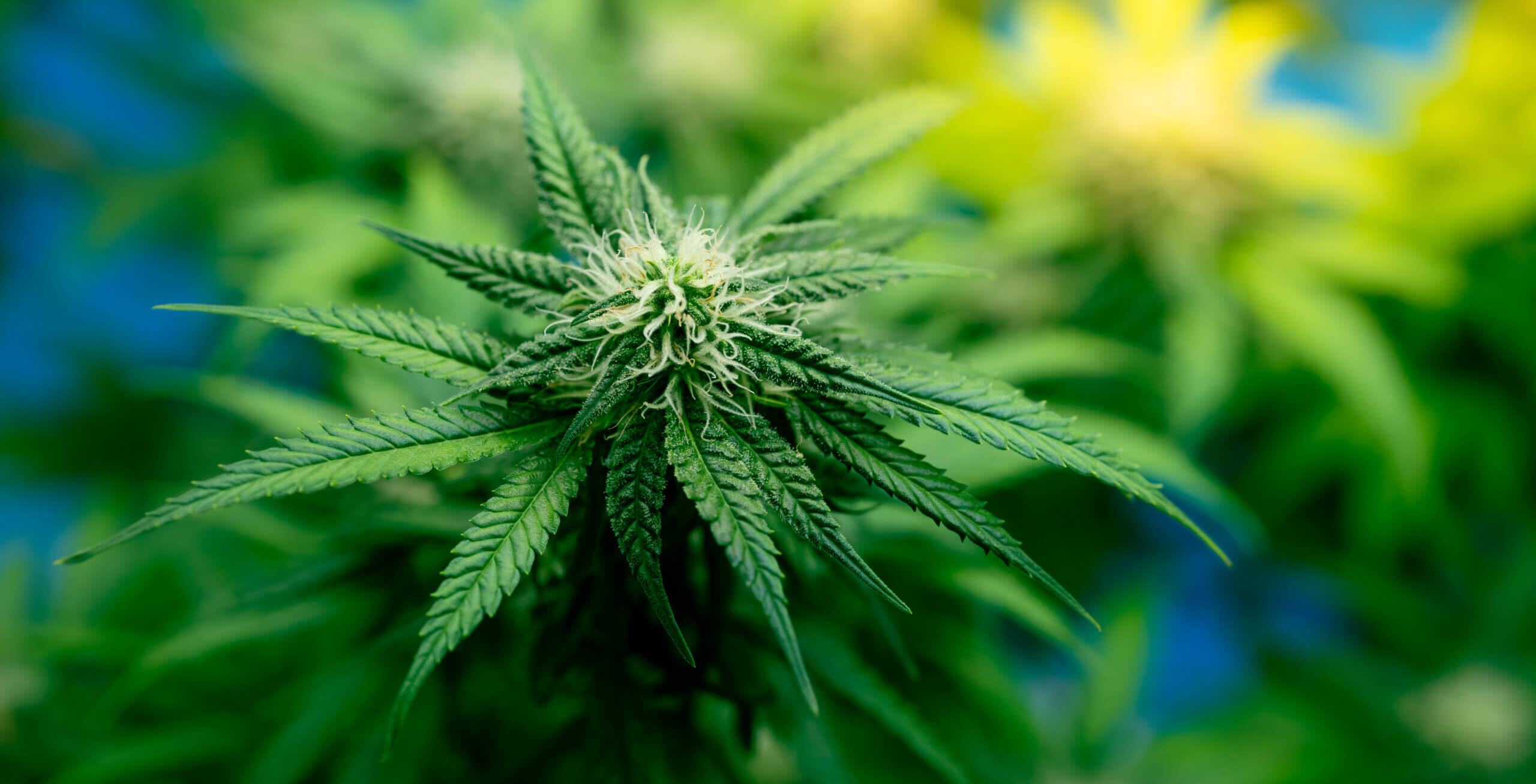 Florida Marijuana Laws: Your 2023 Guide - Van Elswyk Law PLLC